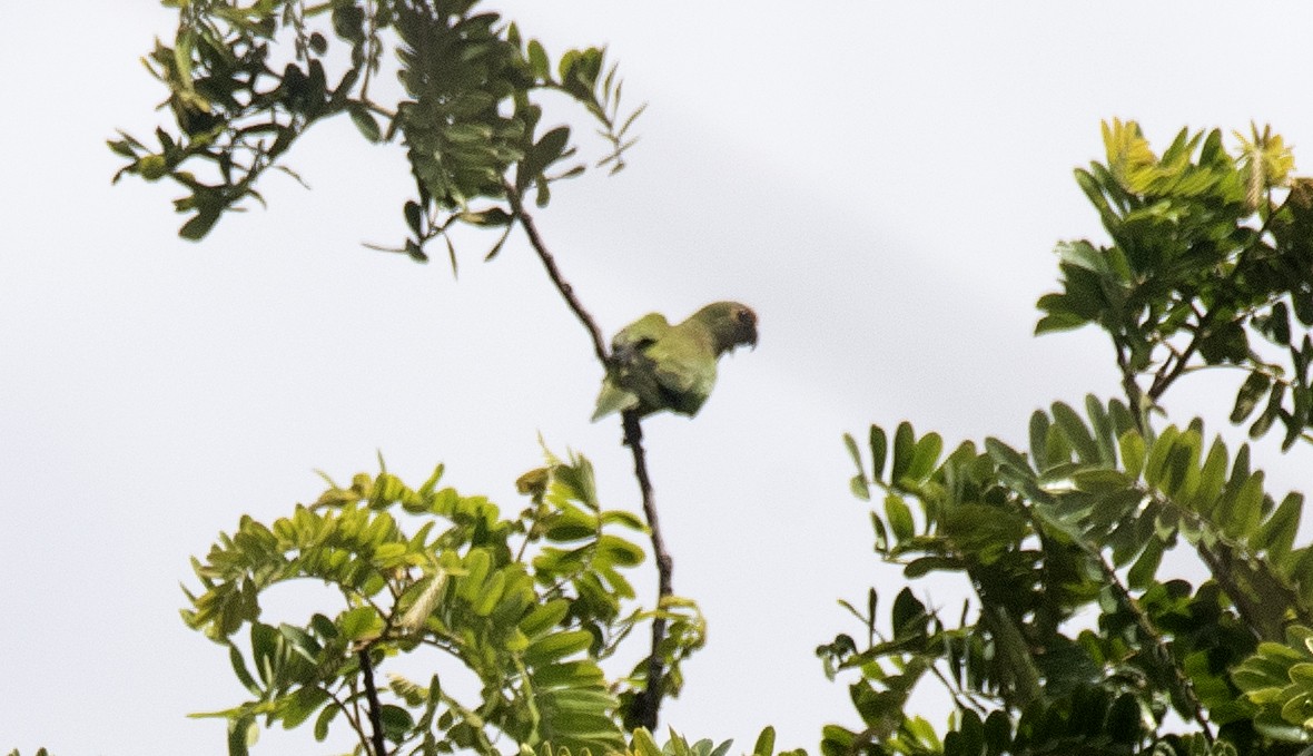 Peach-fronted Parakeet - ML646425741