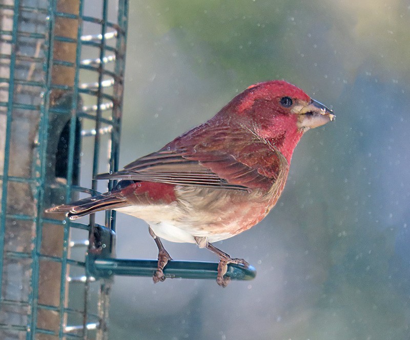 Purpurgimpel (californicus) - ML646425742