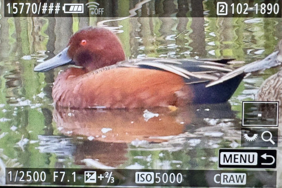 Cinnamon Teal - ML646425743