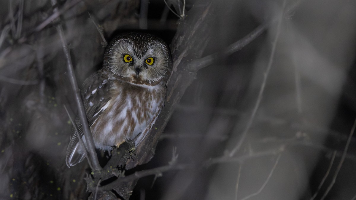 Northern Saw-whet Owl - ML646425744