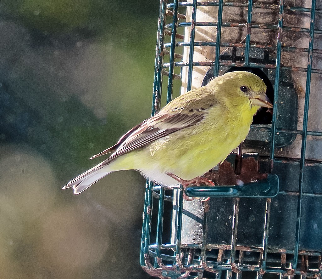 Lesser Goldfinch - ML646425750