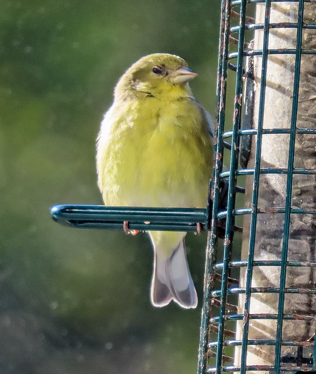 Lesser Goldfinch - ML646425751