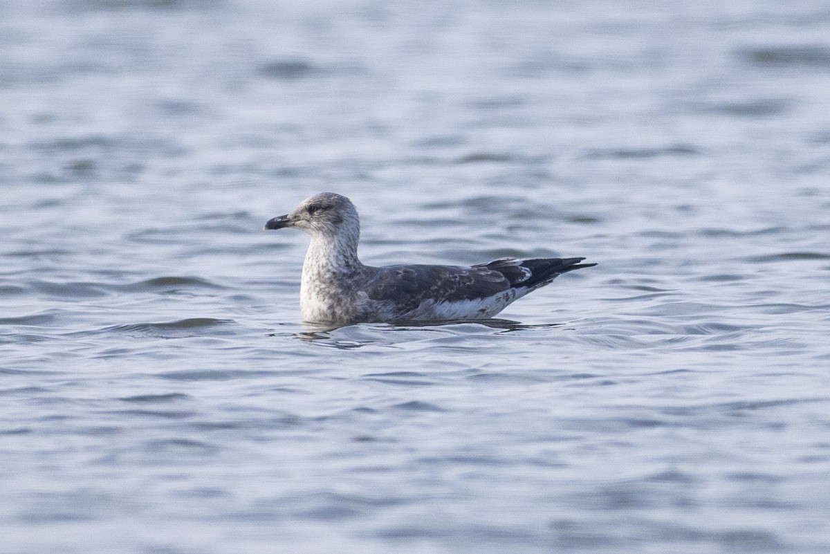 Lesser Black-backed Gull - ML646425752