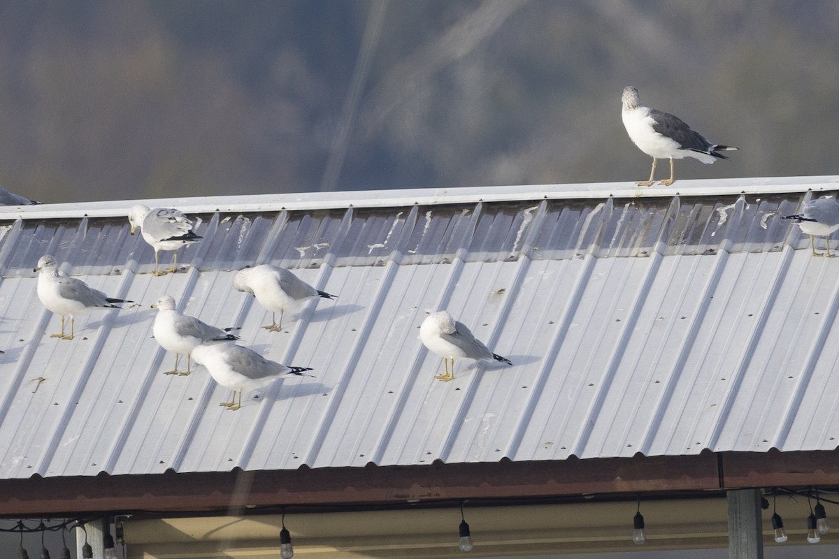 Lesser Black-backed Gull - ML646425753