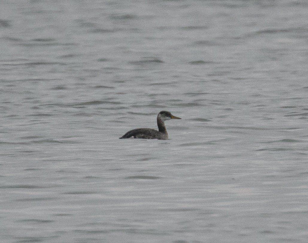 Пірникоза сірощока - ML646425755