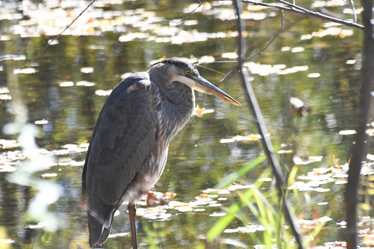 Kanadareiher - ML646425756