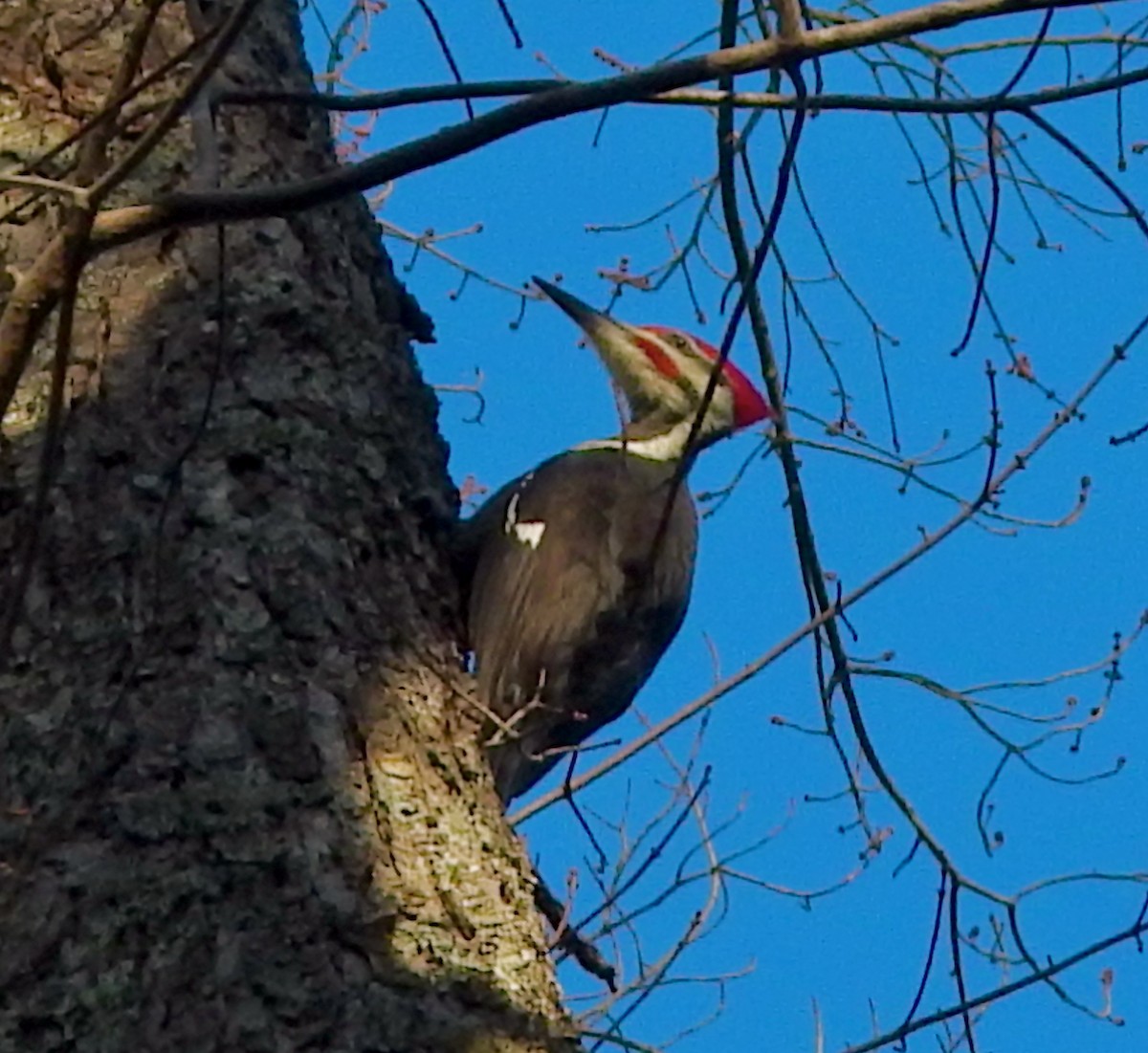 Жовна північна - ML646425757