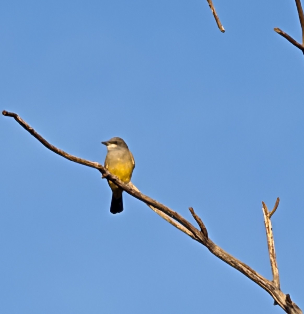 Cassin's Kingbird - ML646425758