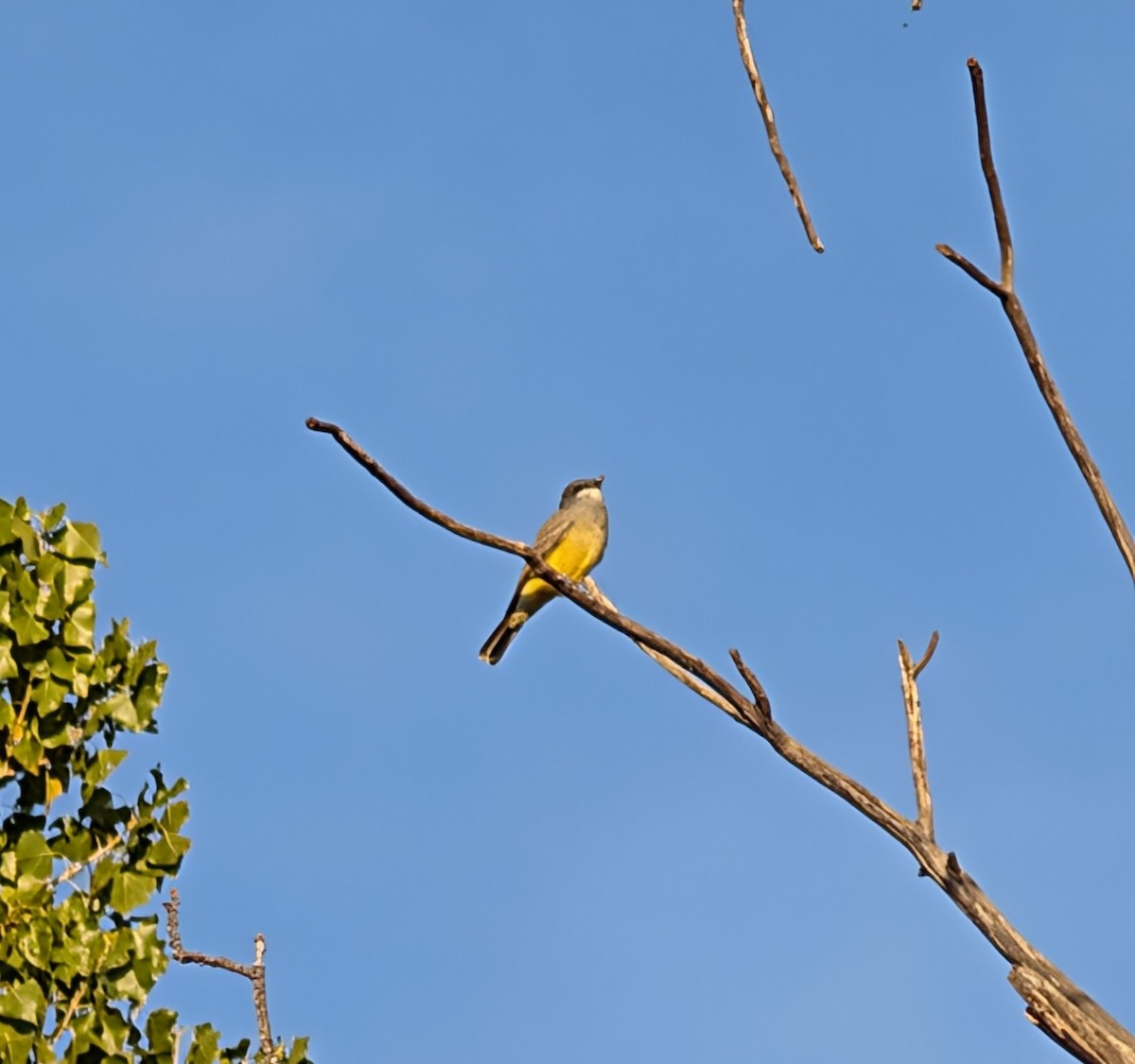 Cassin's Kingbird - ML646425759