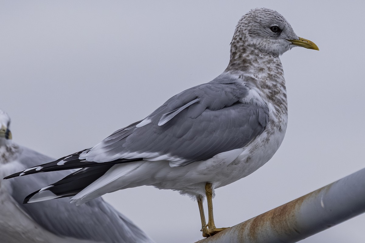 Short-billed Gull - ML646425760
