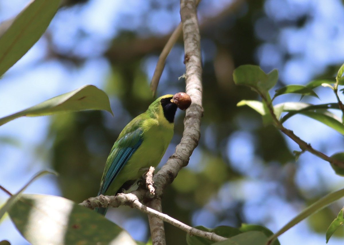 Bornean Leafbird - ML646425761