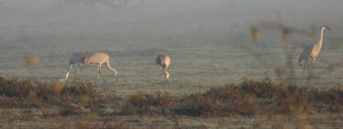 Sandhill Crane - ML646425771