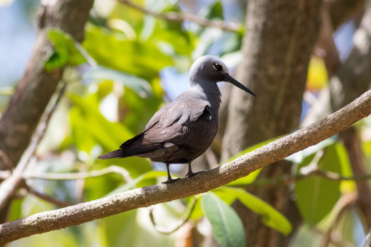 Lesser Noddy - ML646425774