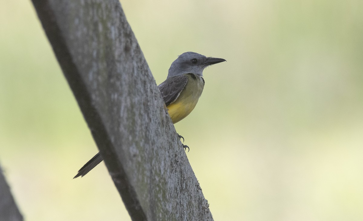 Tropical Kingbird - ML646425775