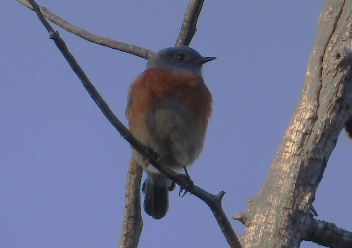 Western Bluebird - ML646425776