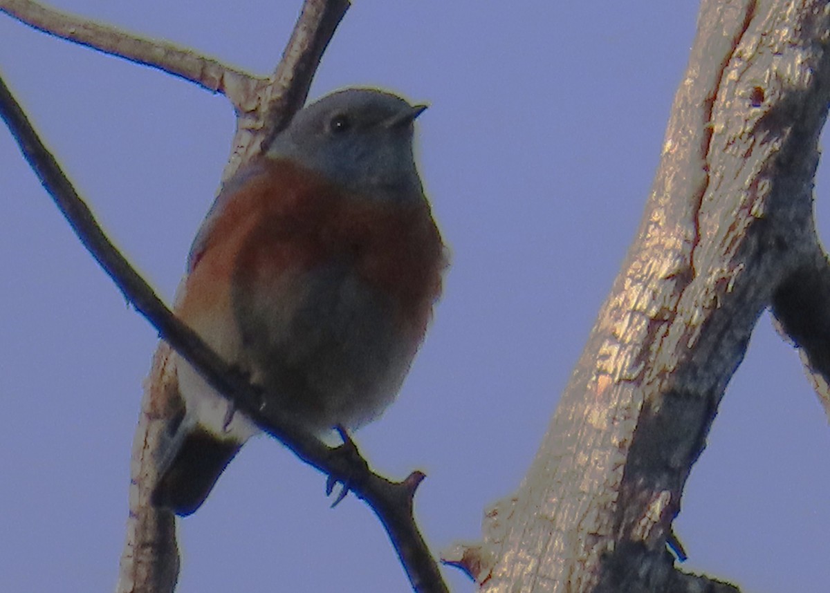 Western Bluebird - ML646425777