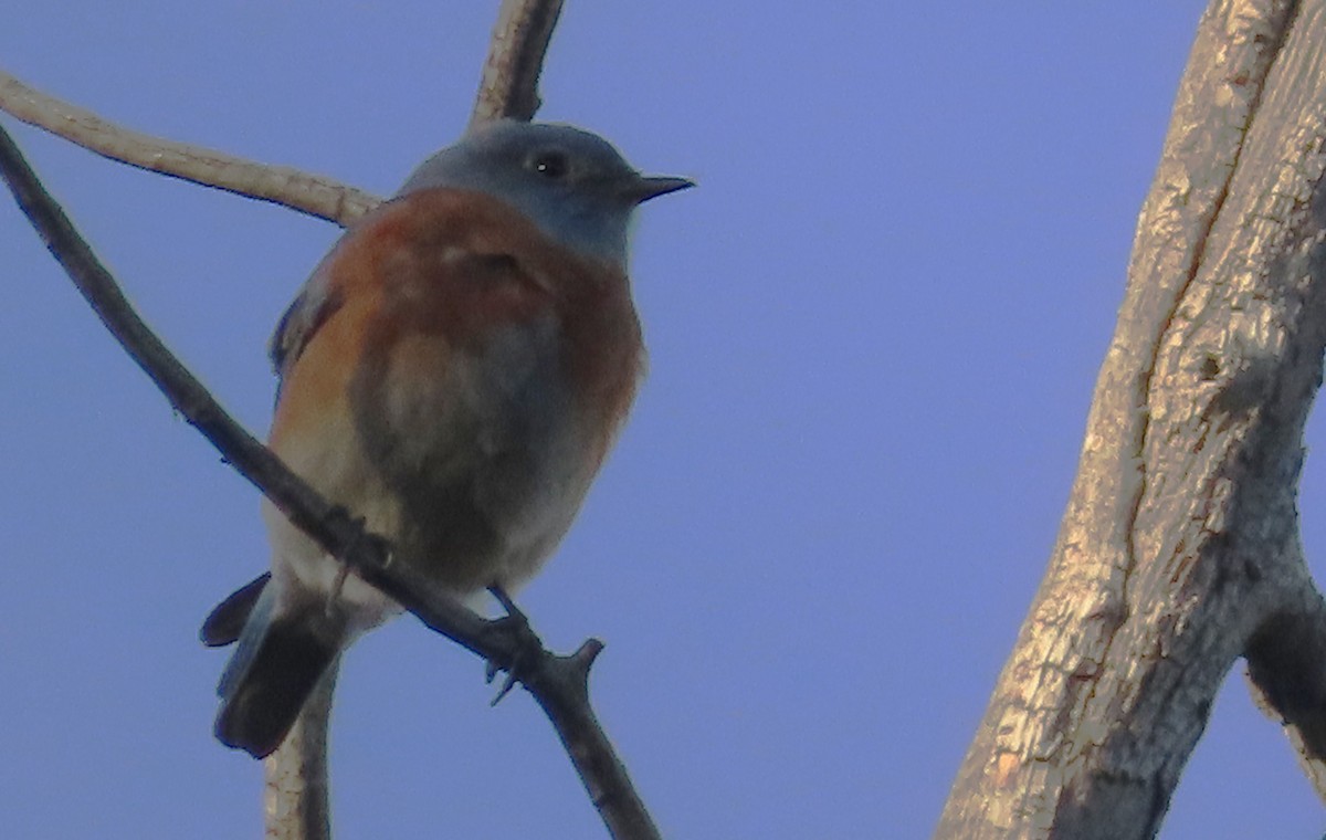 Western Bluebird - ML646425778