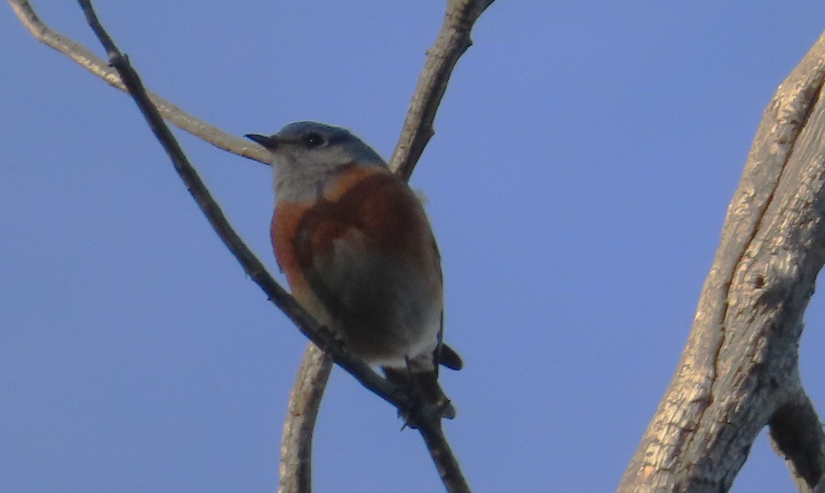 Western Bluebird - ML646425779