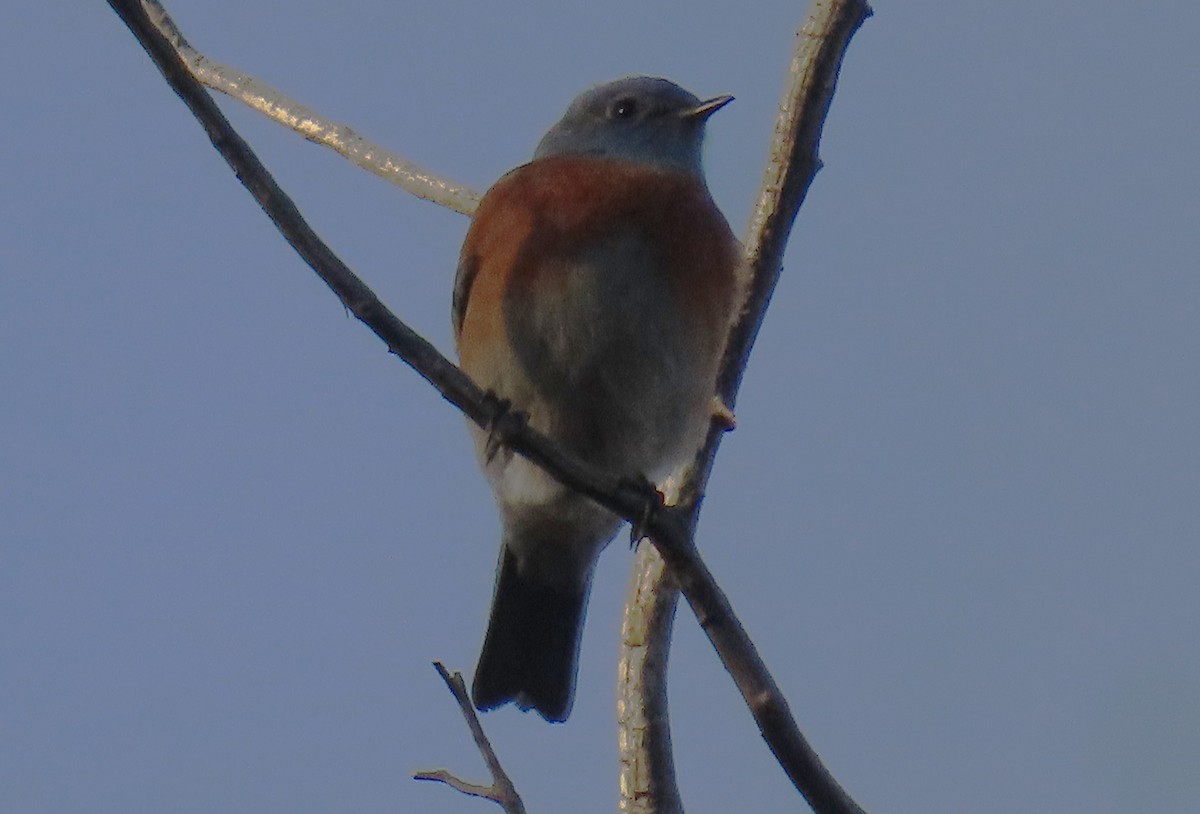 Western Bluebird - ML646425780