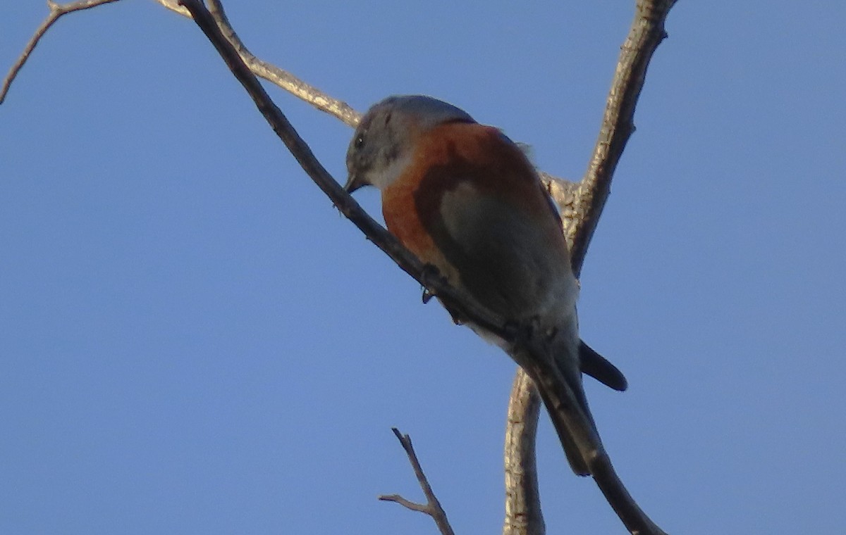 Western Bluebird - ML646425781