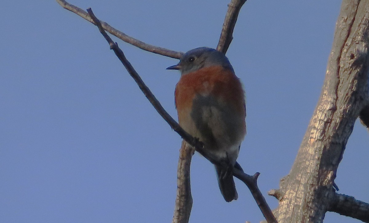 Western Bluebird - ML646425782