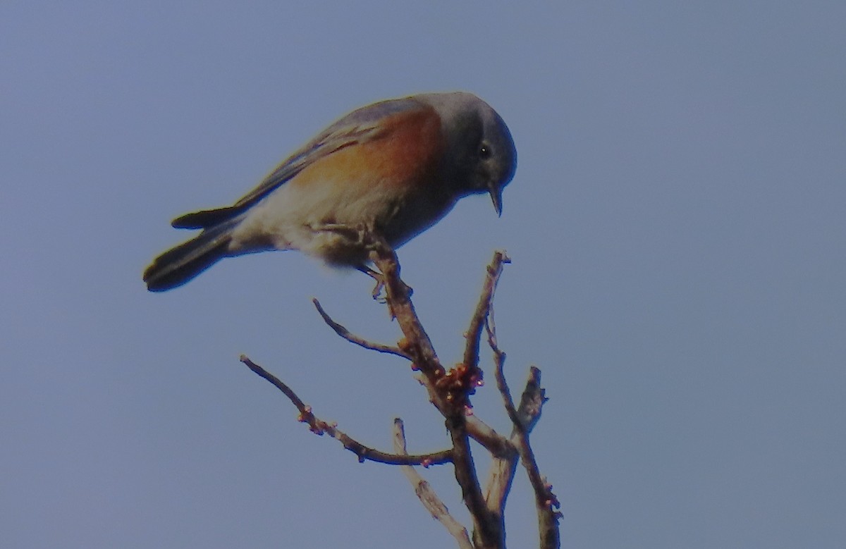 Western Bluebird - ML646425783