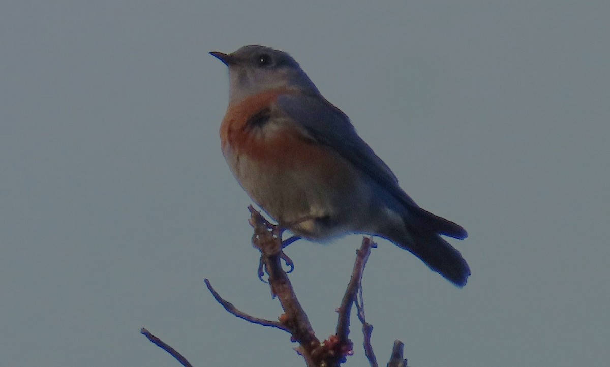 Western Bluebird - ML646425784