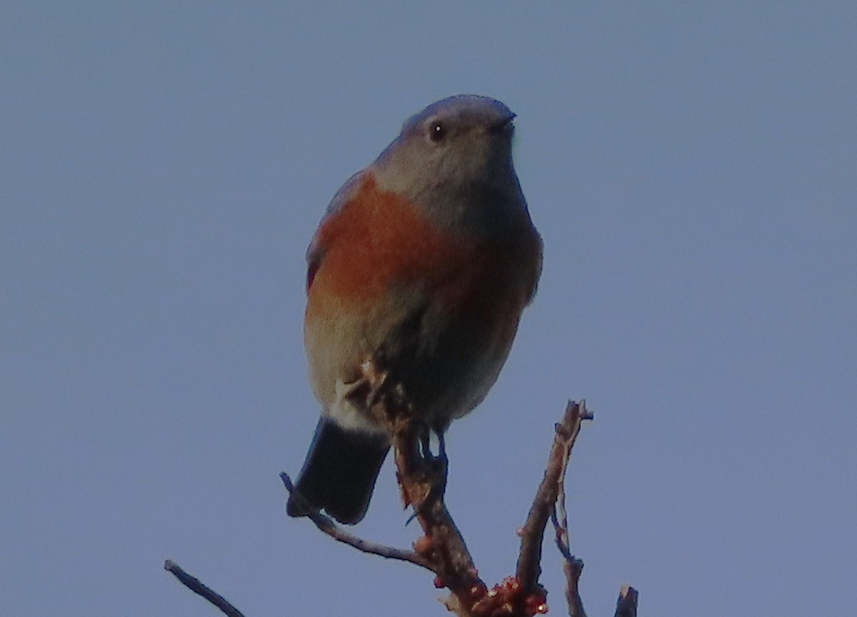 Western Bluebird - ML646425785