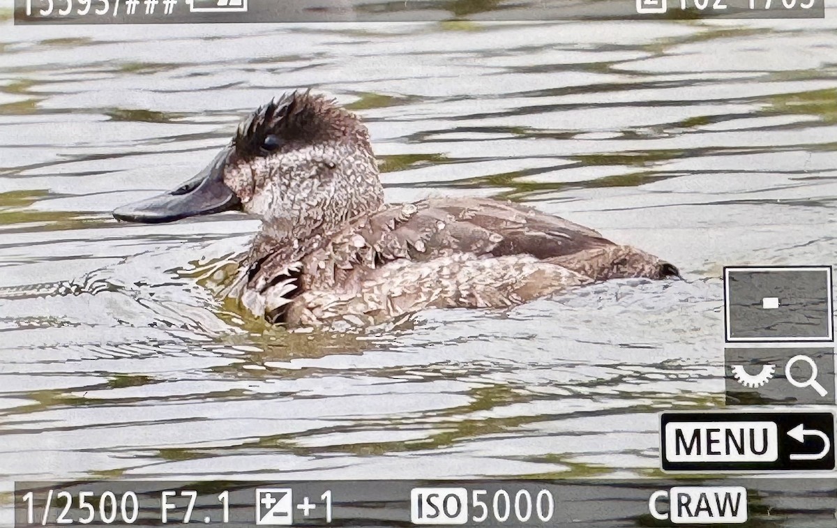 Ruddy Duck - ML646425788