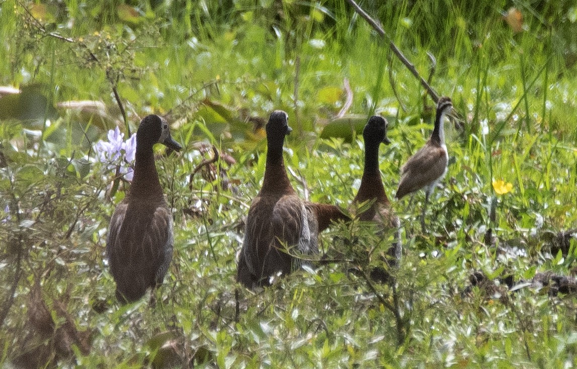 White-faced Whistling-Duck - ML646425789