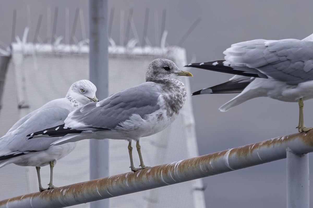 Short-billed Gull - ML646425790