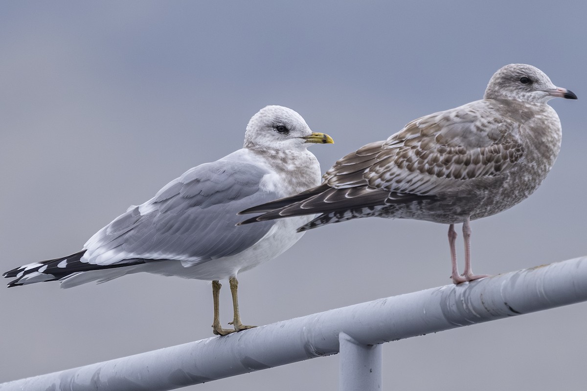 Short-billed Gull - ML646425791