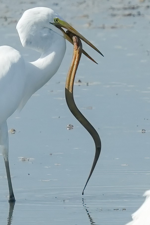 Garceta Grande - ML646425792