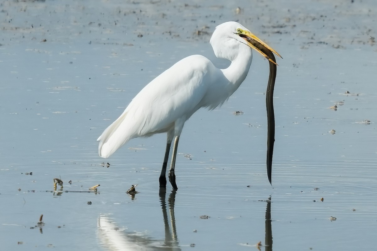 Garceta Grande - ML646425793