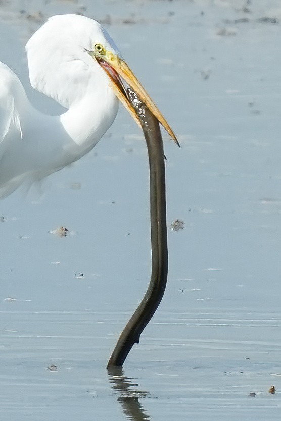 Garceta Grande - ML646425794