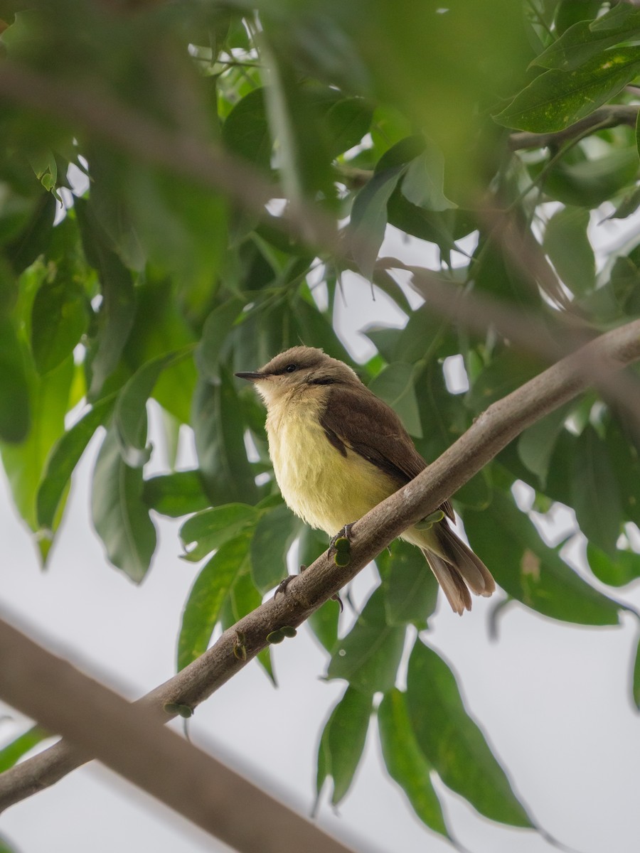 Cattle Tyrant - ML646425795