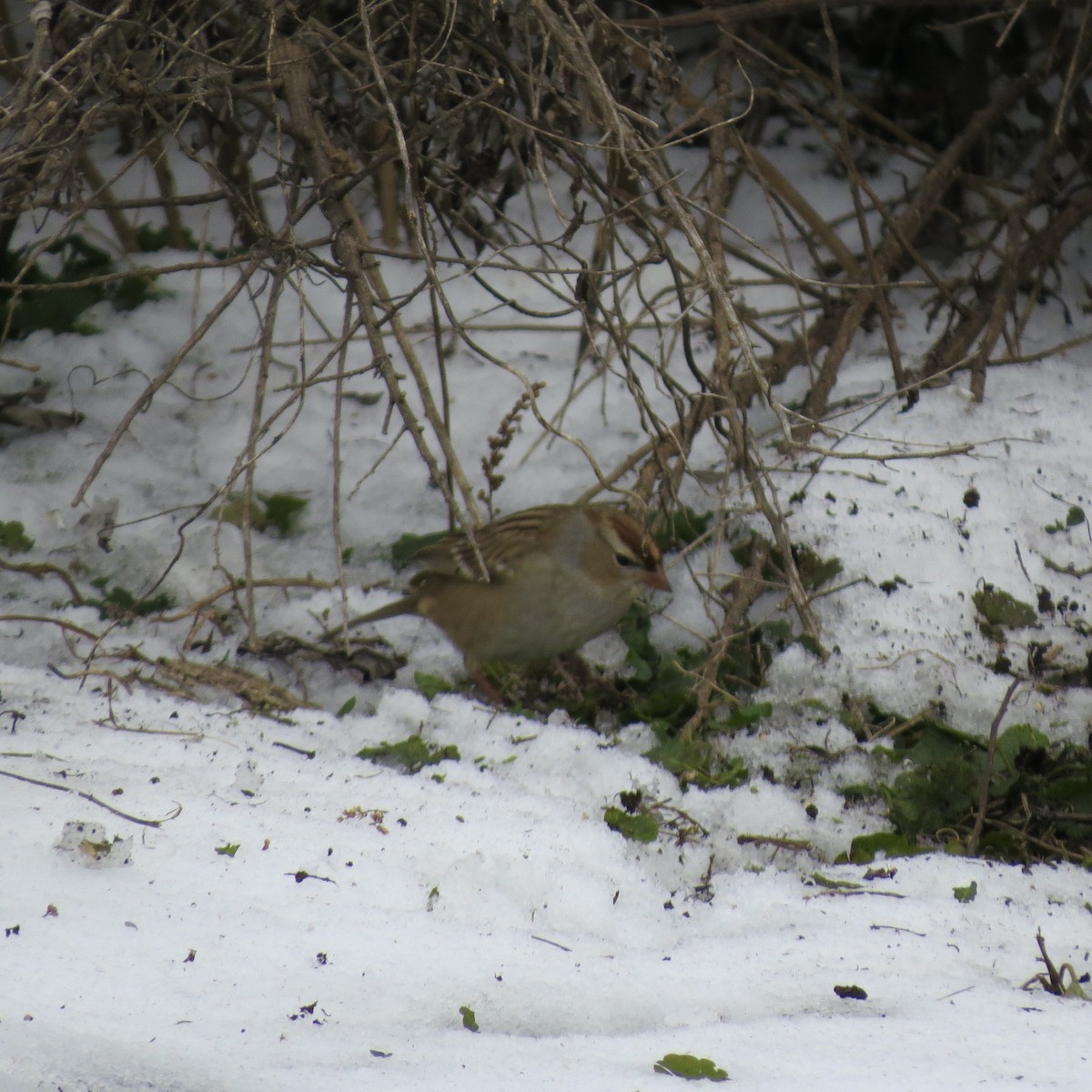 Bruant à couronne blanche - ML646425796