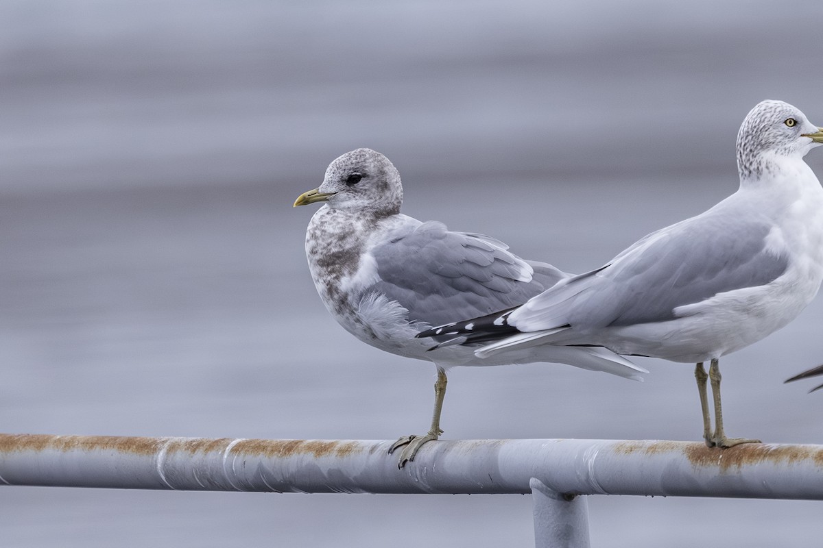 Short-billed Gull - ML646425797