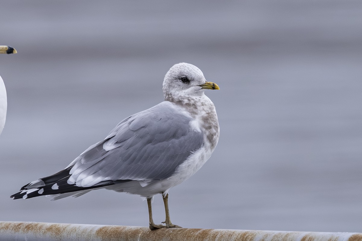 Short-billed Gull - ML646425799