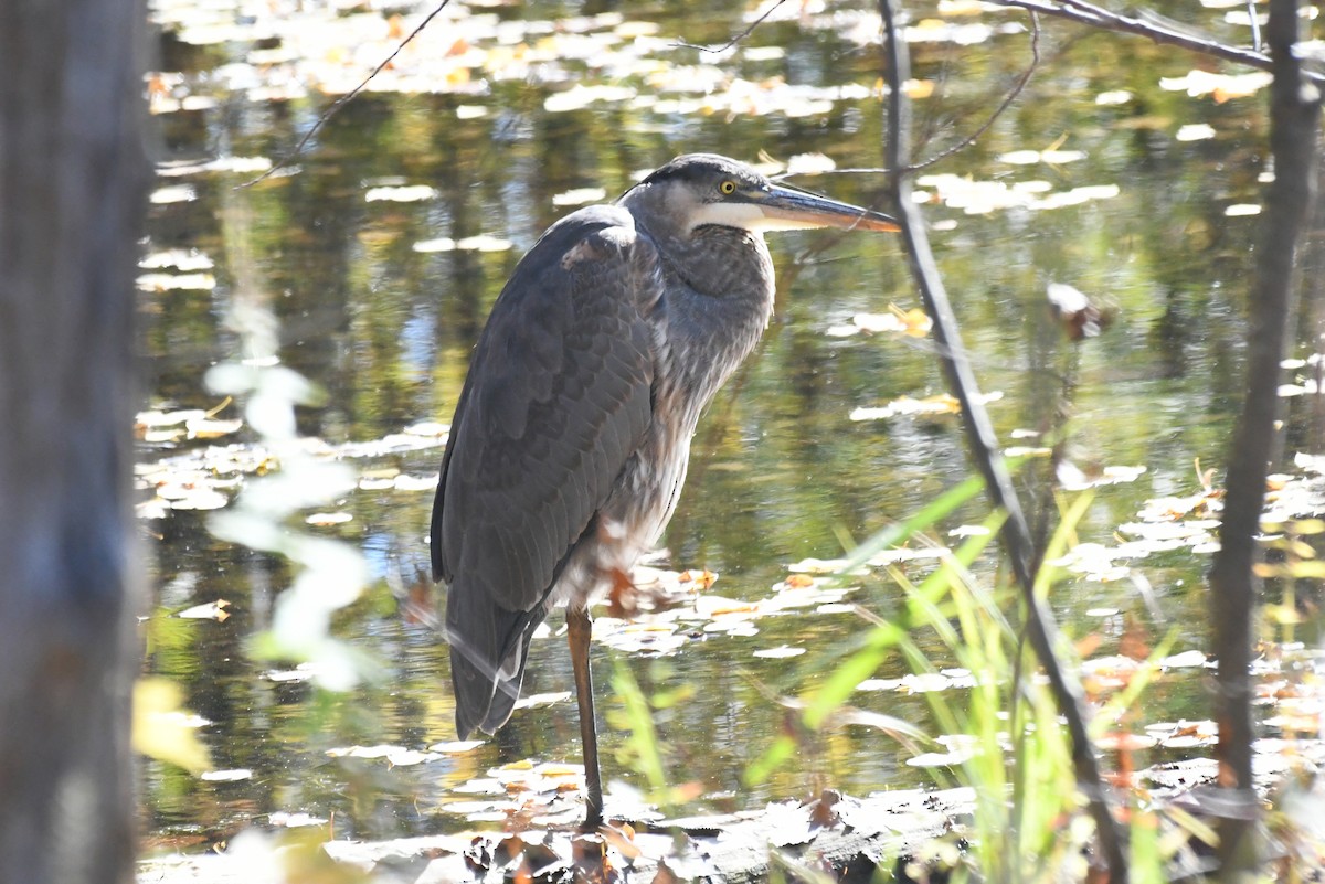 Kanadareiher - ML646425800