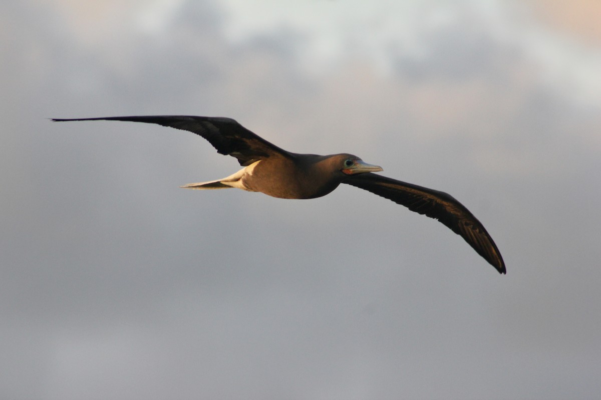 Red-footed Booby (Atlantic) - ML646425801