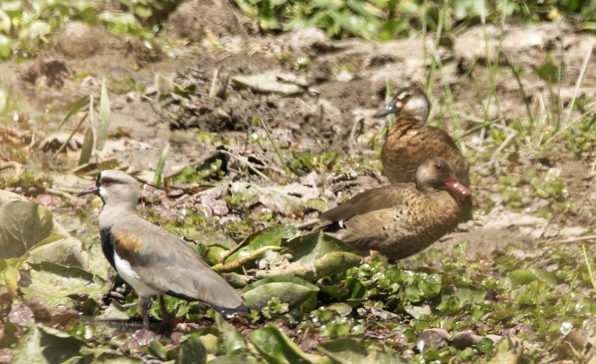 Brazilian Teal - ML646425803