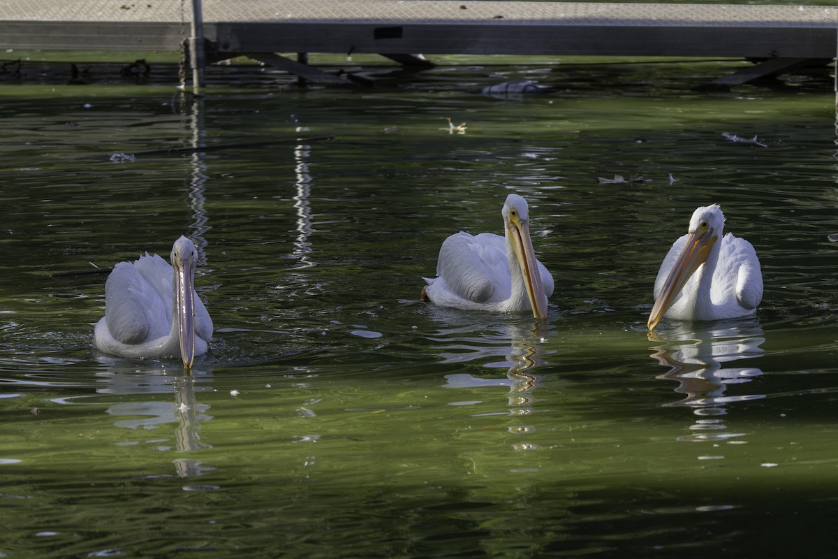 American White Pelican - ML646425804
