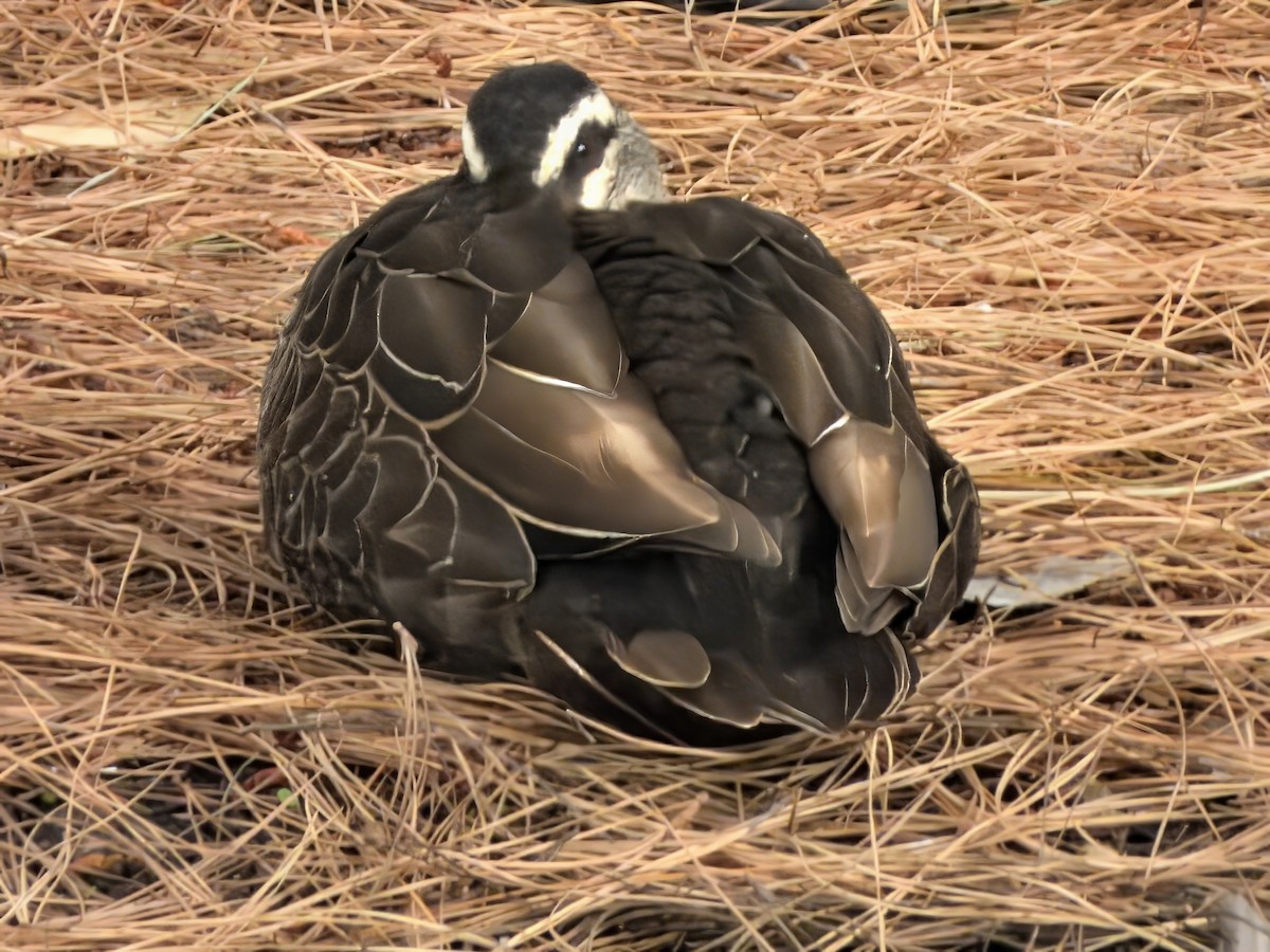Pacific Black Duck - ML646425806