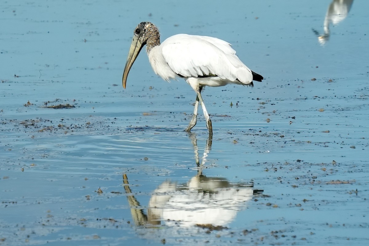 Wood Stork - ML646425807