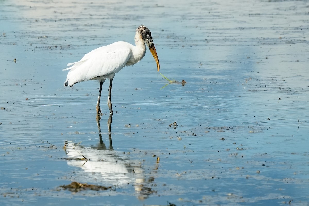 Wood Stork - ML646425808