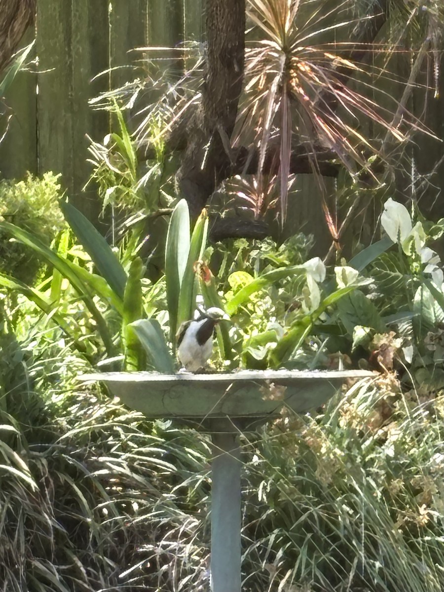 Blue-faced Honeyeater - ML646425809