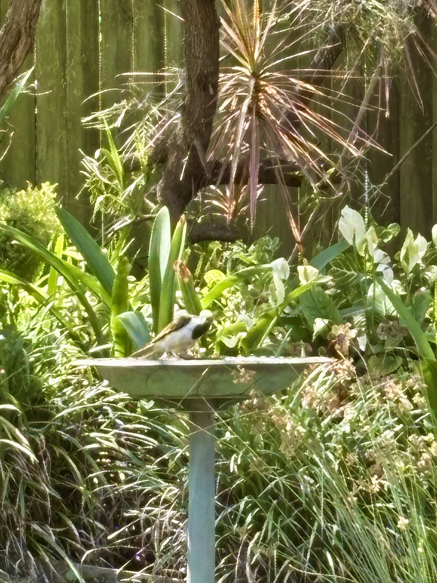 Blue-faced Honeyeater - ML646425810