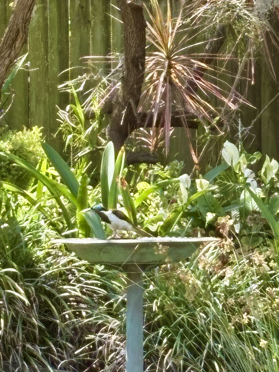 Blue-faced Honeyeater - ML646425811