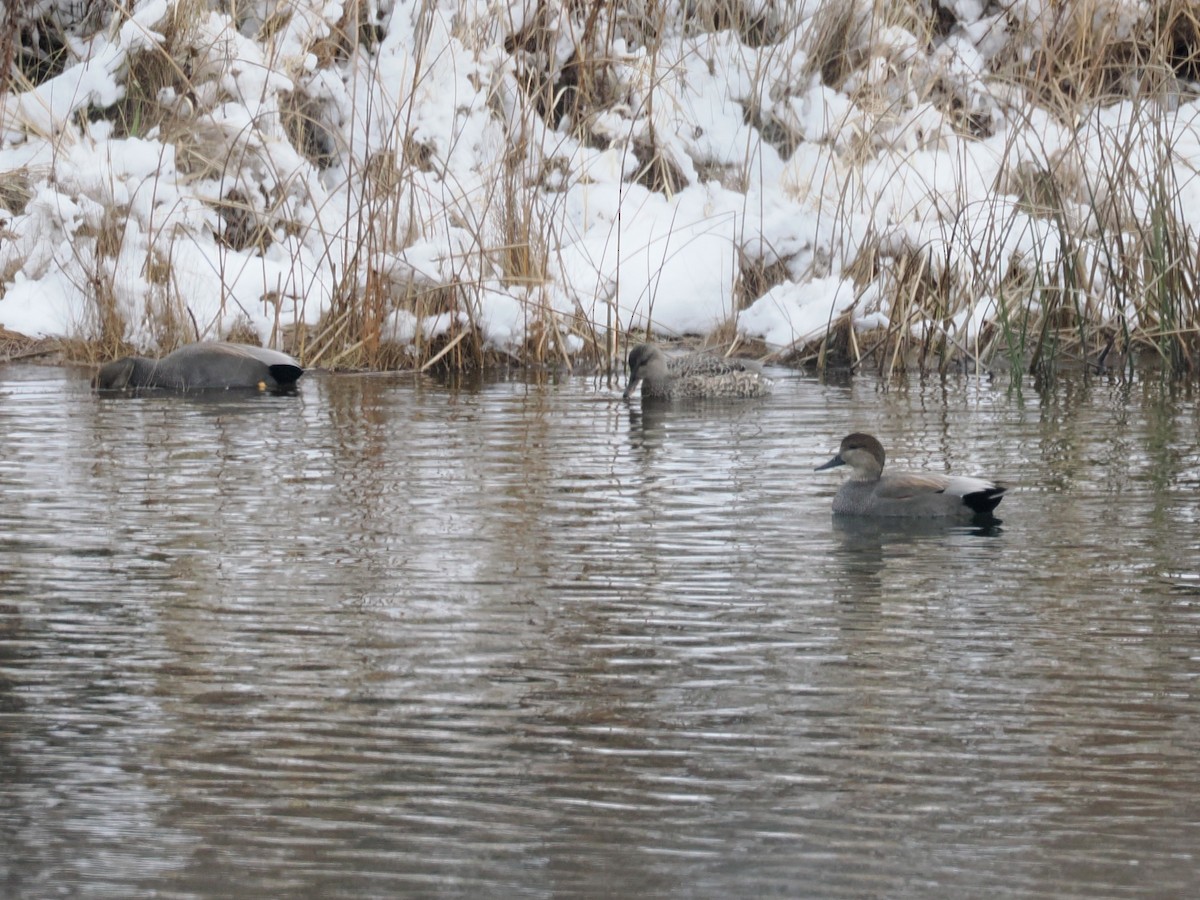 Серая утка - ML646425812